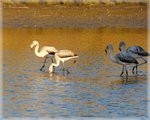 Pares de flamencos juveniles alimentándose